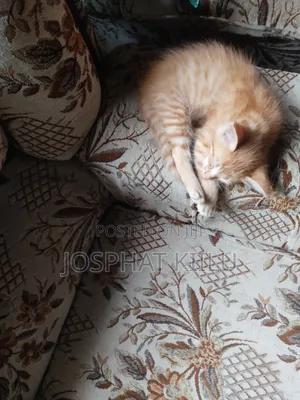 1-3 months Male Mixed Breed Cat