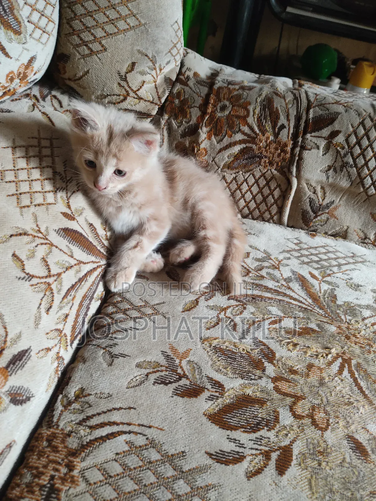 1-3 months Male Mixed Breed Cat