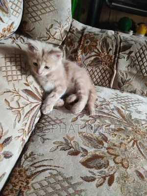 1-3 months Male Mixed Breed Cat