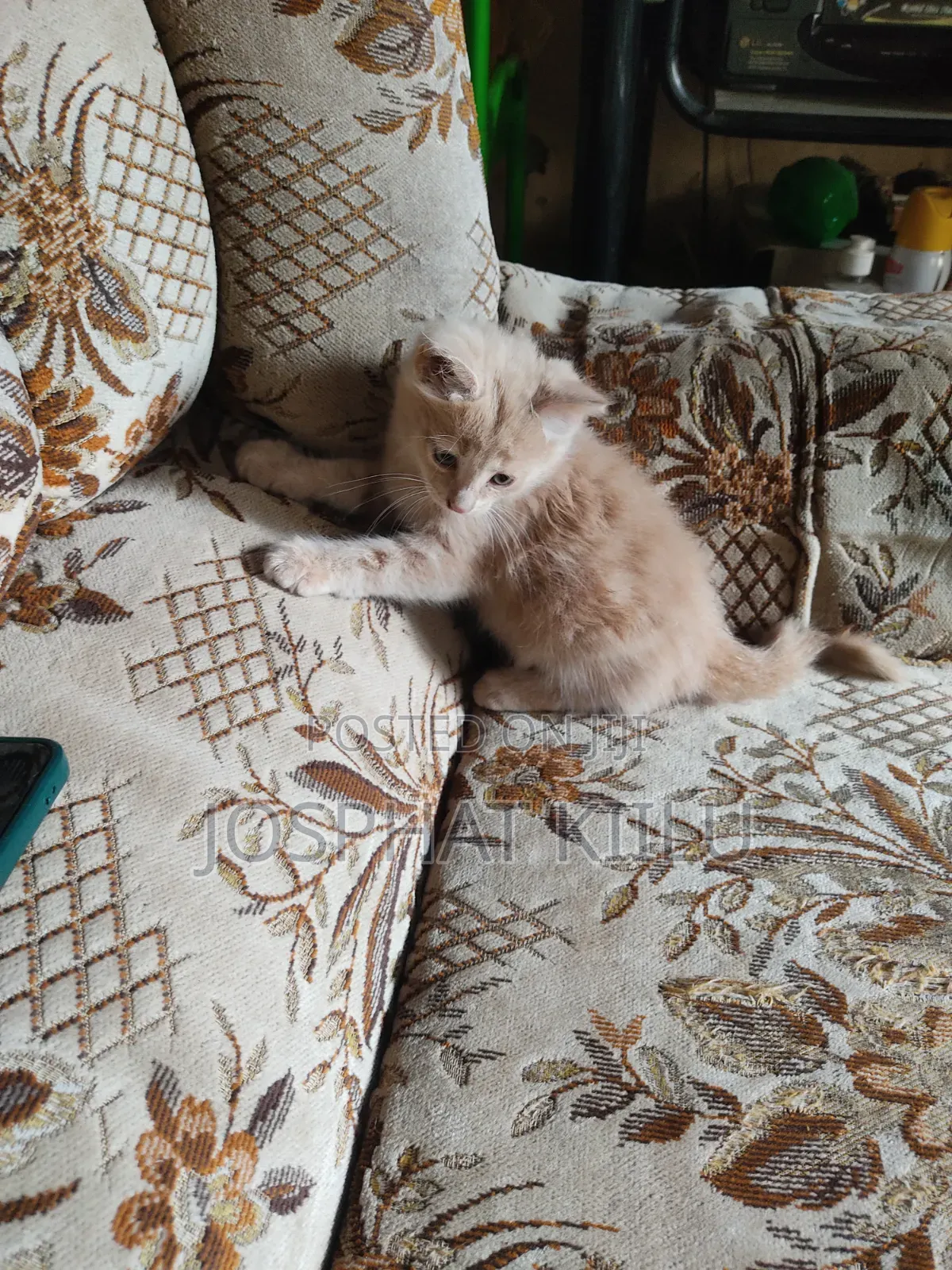 1-3 months Male Mixed Breed Cat