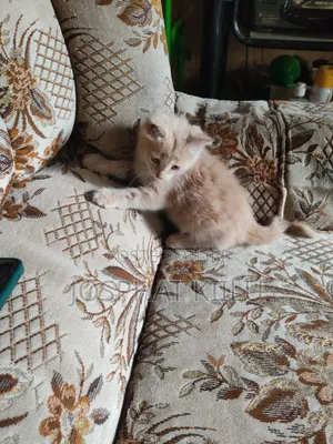 1-3 months Male Mixed Breed Cat