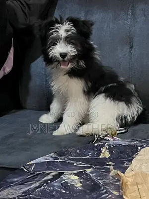 3-6 months Male Purebred Havanese