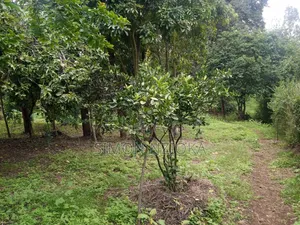 Quarter Eighth Plots in Matasia, Ngong, Kajiado