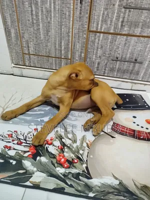 3-6 months Male Purebred Boerboel