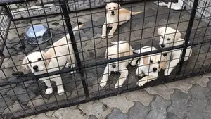 1-3 months Male Purebred Labrador Retriever