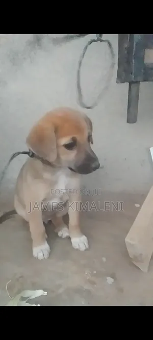 1-3 months Male Mixed Breed Labrador Retriever