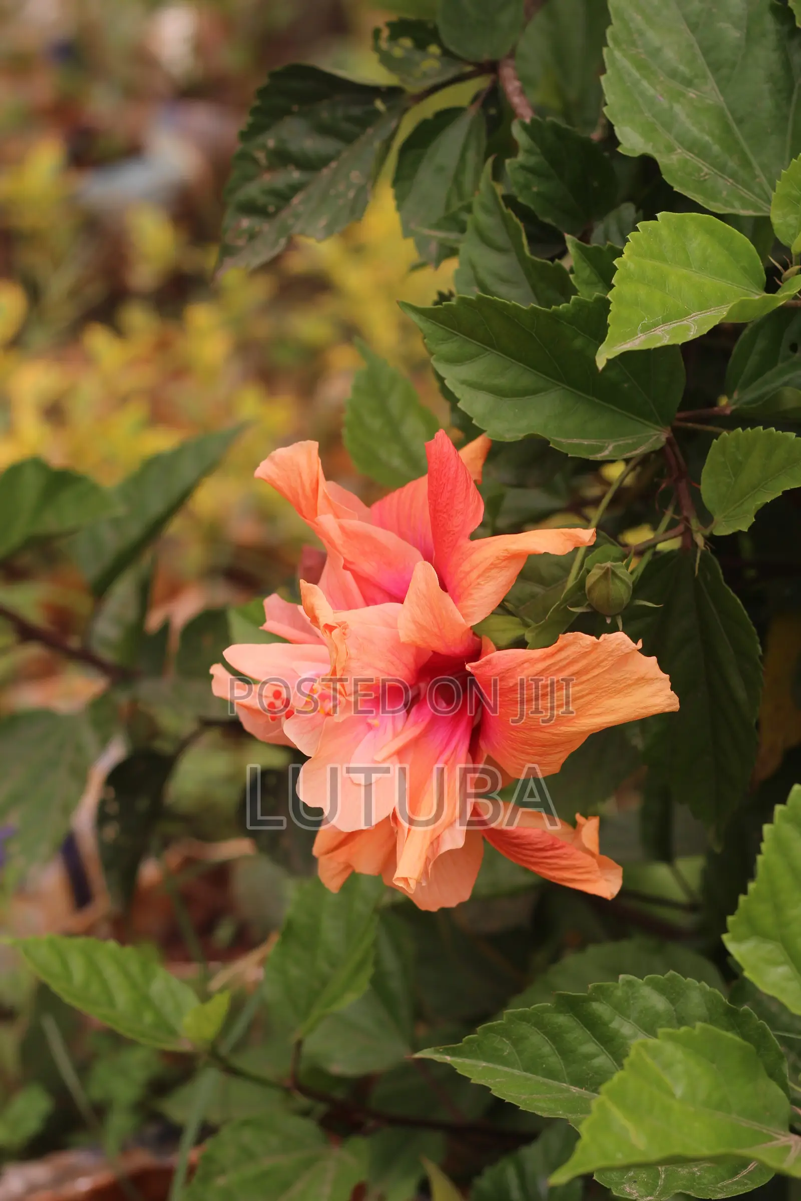Flowers and Landscape
