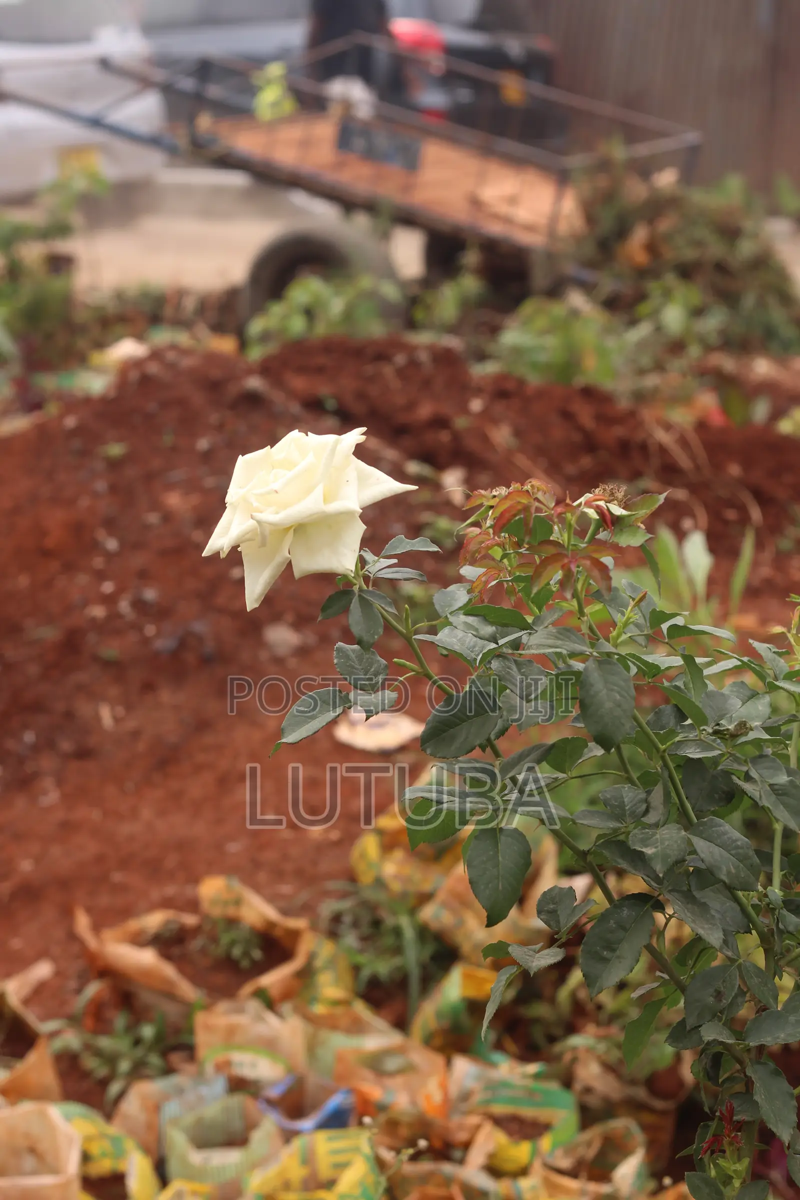 Flowers and Landscape