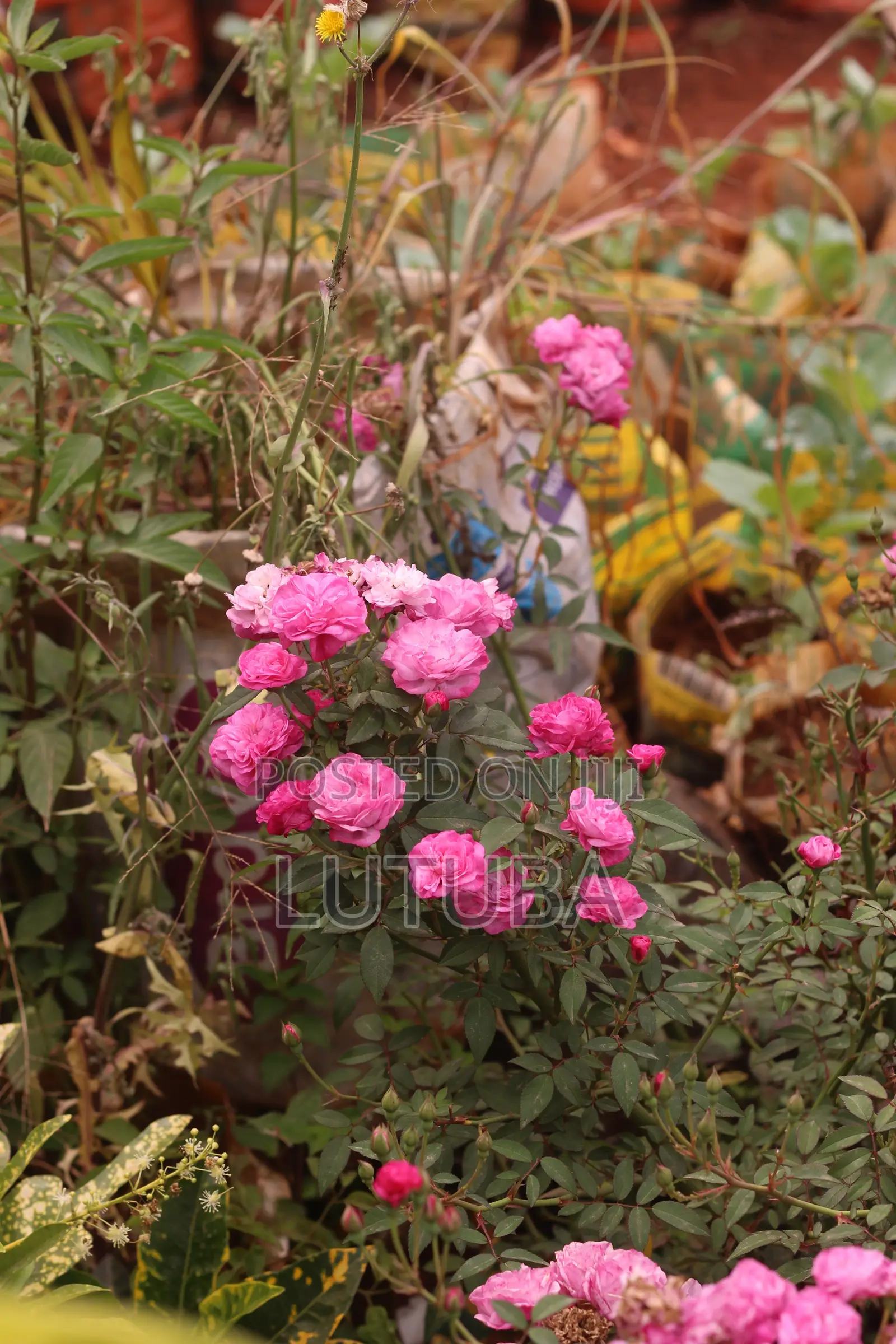 Flowers and Landscape
