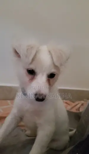 3-6 months Female Purebred Japanese Spitz