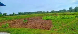 1/4 Acre (100ft by 100ft) Prime Plot for Sale 8n Narani, Kilifi