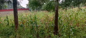 Kanyanjara Kerwa, in Kikuyu. 50*100 at 1.3m
