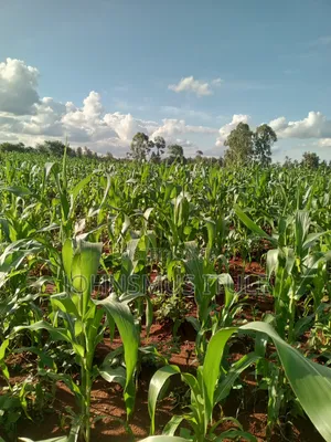 A 1/4 Acre Land
