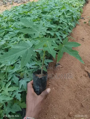 Dwarf Hybrid Pawpaw Seedlings