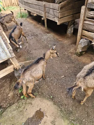Purebreed German Alpine Goats. 8months Old