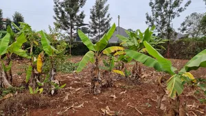 Kenol Prime 40x80 Plot