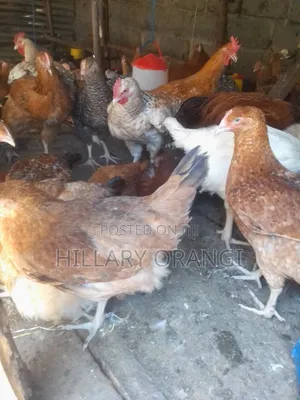 Poultry Farming
