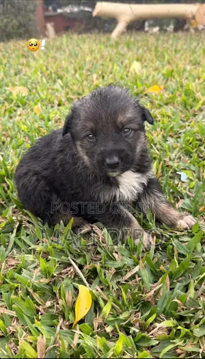 0-1 month Female Mixed Breed Caucasian Shepherd