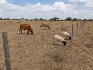 Sholinke Land for Sale