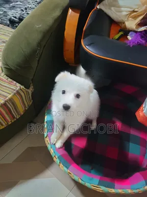1-3 months Female Purebred Japanese Spitz