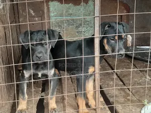 3-6 months Female Mixed Breed Rottweiler