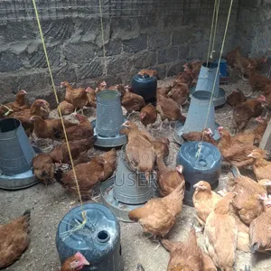 Chicken Fo Sale