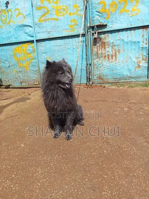 6-12 months Female Mixed Breed Chihuahua