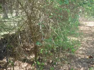 2-Acre Prime Plot in Ukunda Next to a High-Value Home