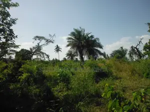 2-Acre Coastal Land in Msambweni