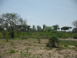 20-Acre Plot in Kidimu, Kwale County