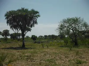 20-Acre Plot in Kidimu, Kwale County