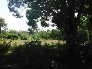 4-Acre Plot in Msambweni Just a 10-Minute Walk From the Ocean
