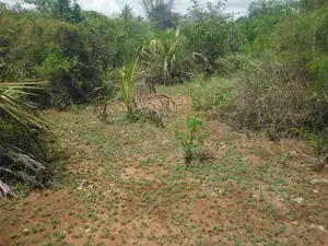 3.5-Acre Plot in Msambweni