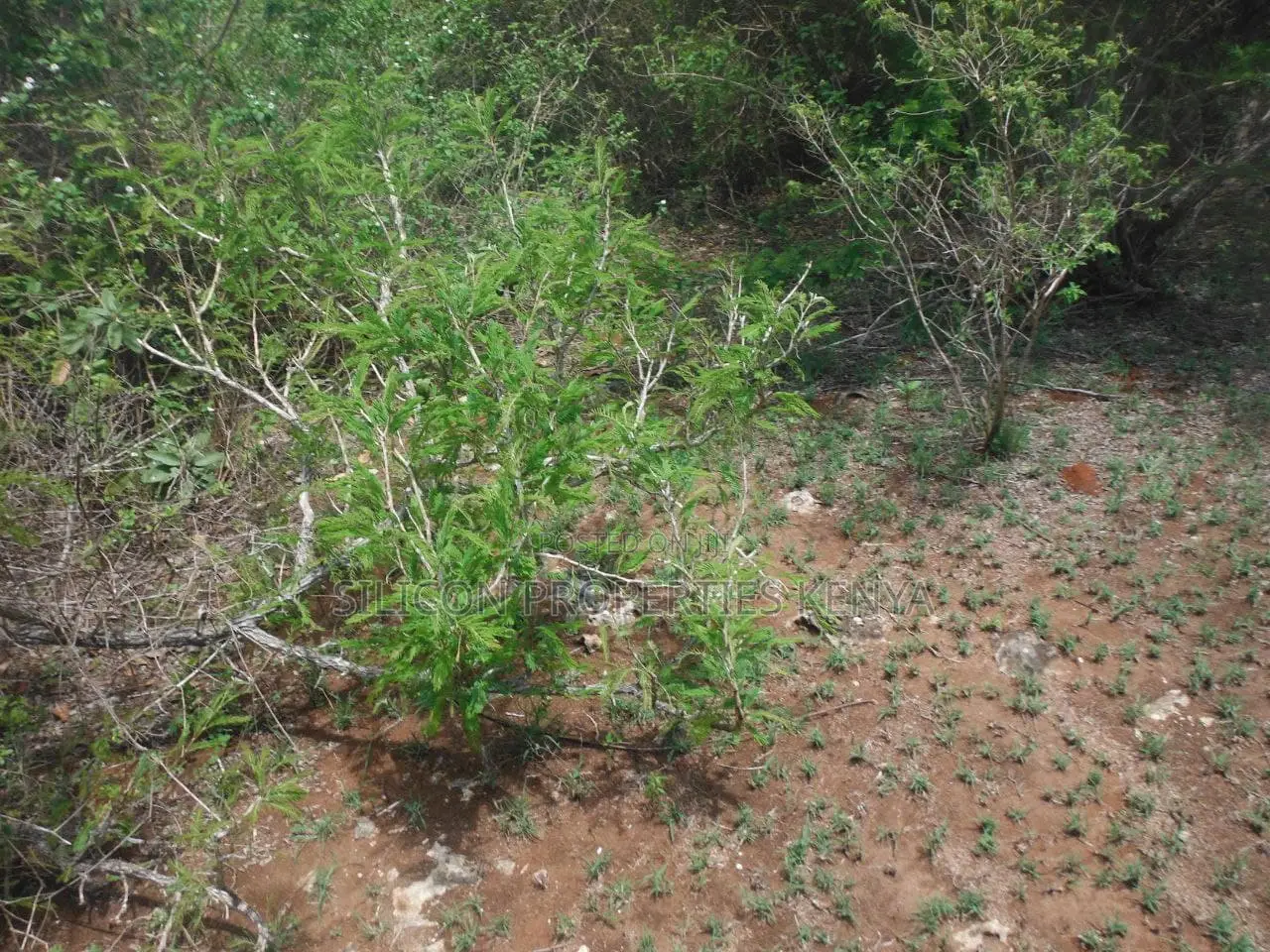 3.5-Acre Plot in Msambweni