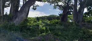 Beachfront Plots for Sale in Shimoni – KES 13M Per Acre