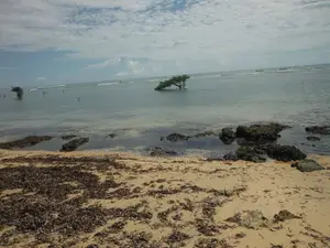 5-Acre Coral Beachfront Plot in Msambweni