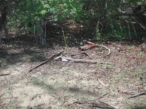 5-Acre Coral Beachfront Plot in Msambweni
