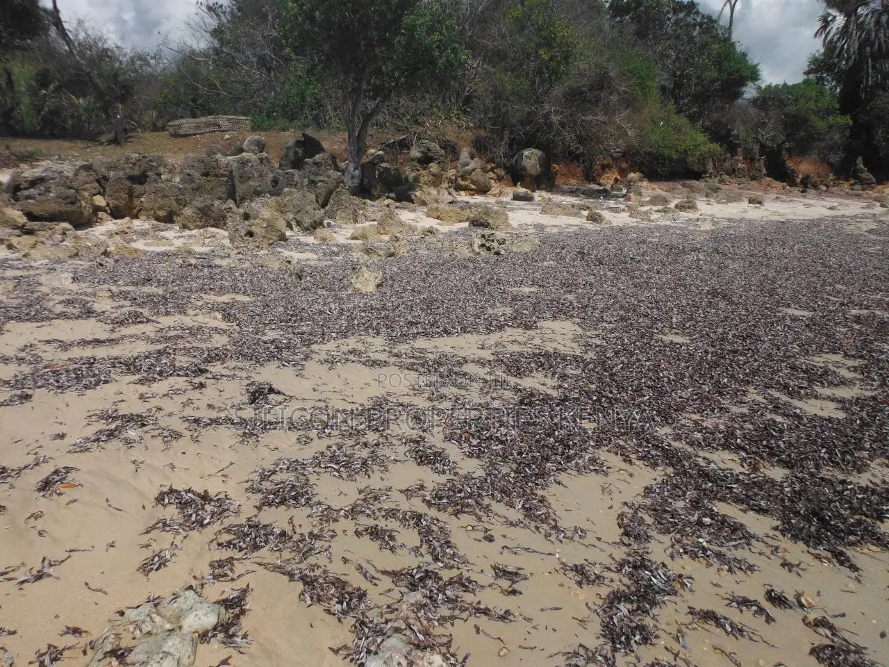5-Acre Coral Beachfront Plot in Msambweni