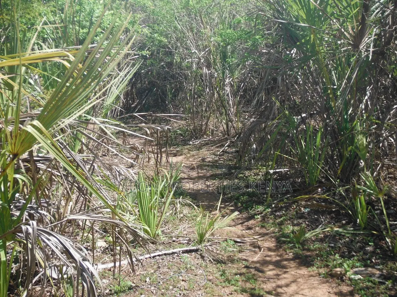 5-Acre Coral Beachfront Plot in Msambweni