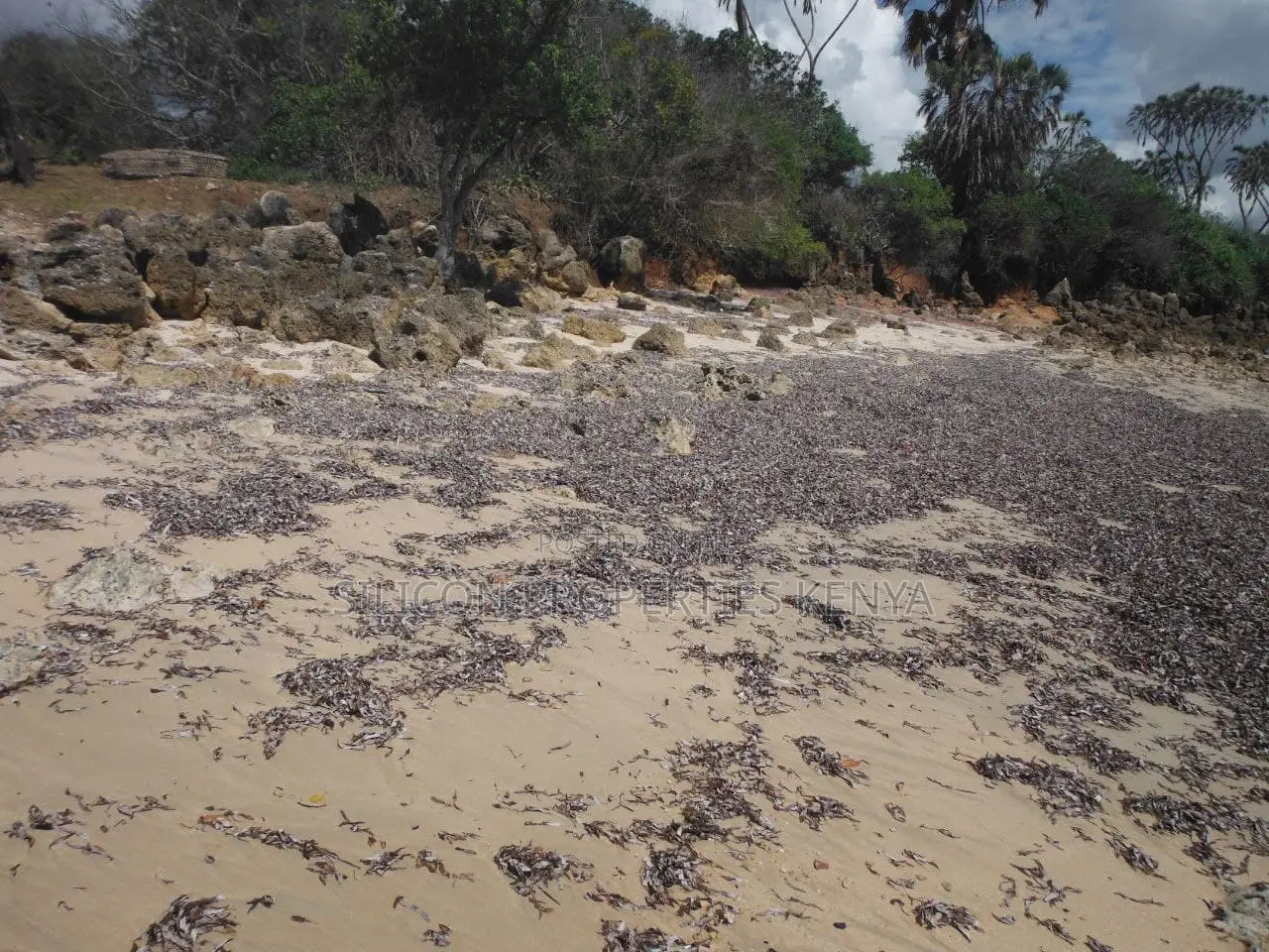 5-Acre Coral Beachfront Plot in Msambweni