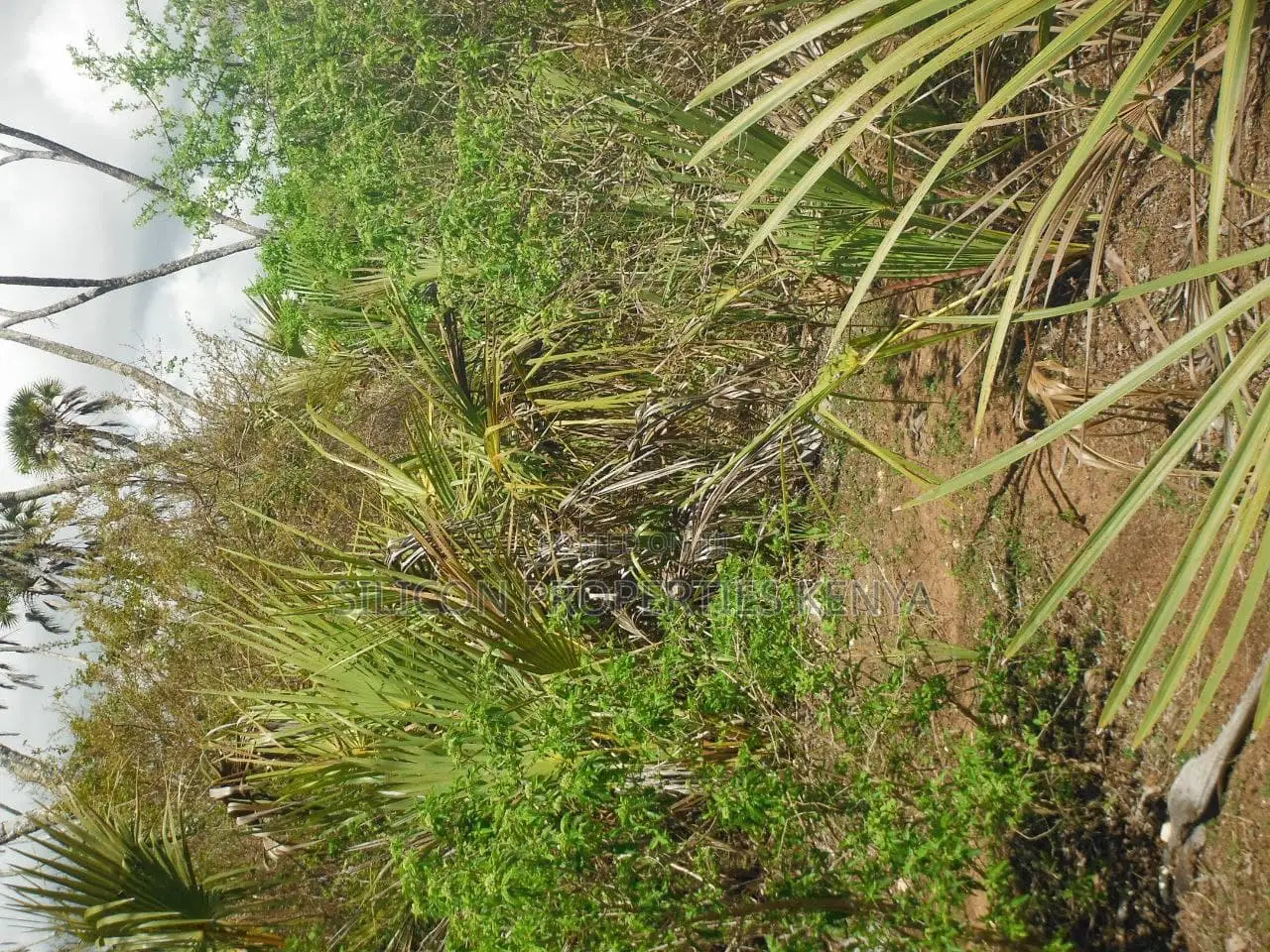 5-Acre Coral Beachfront Plot in Msambweni