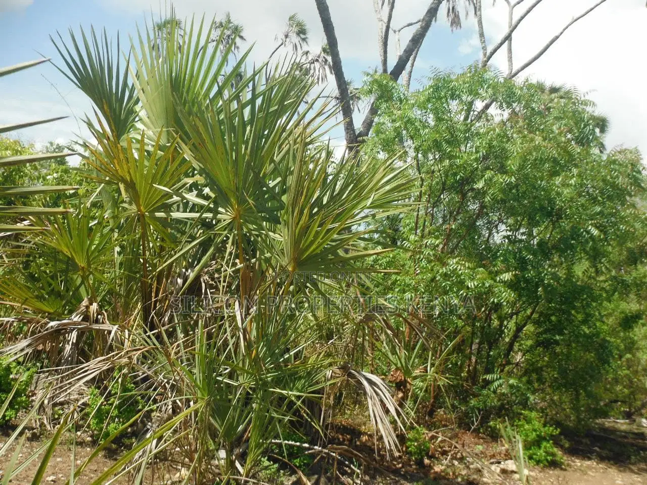5-Acre Coral Beachfront Plot in Msambweni