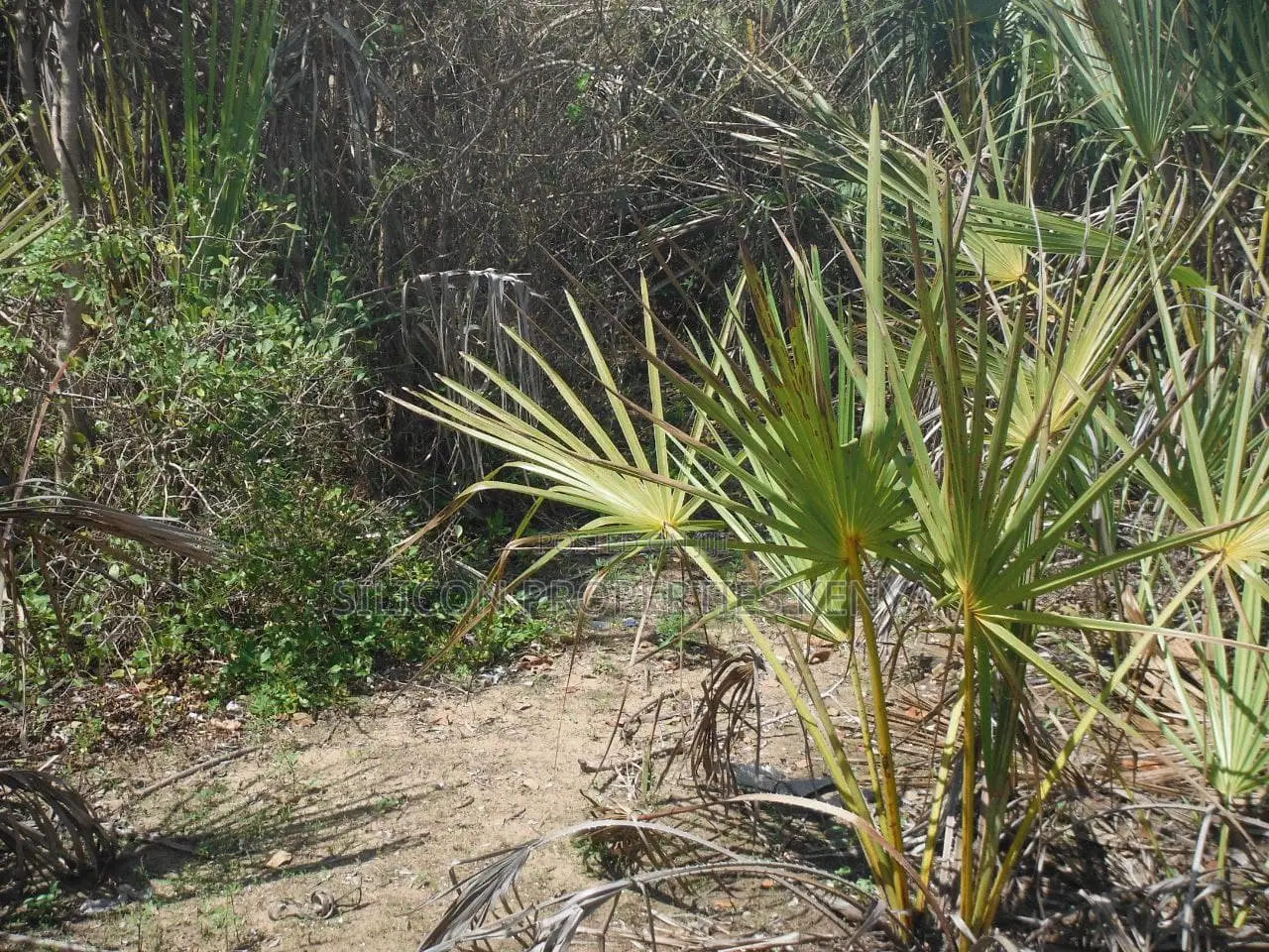 5-Acre Coral Beachfront Plot in Msambweni