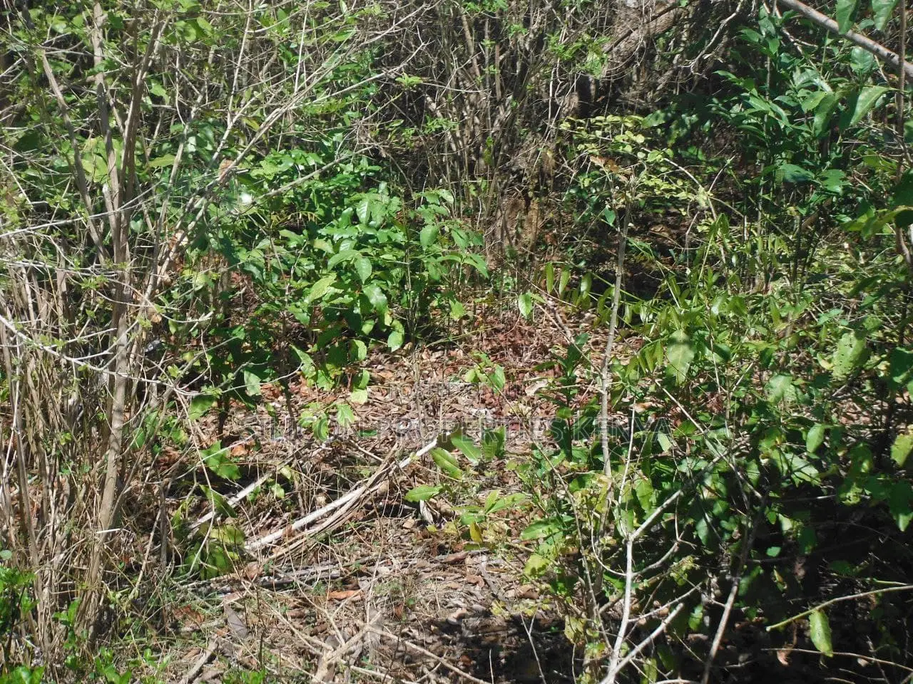 5-Acre Coral Beachfront Plot in Msambweni