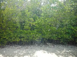 1-Acre Beachfront Plot in Msambweni (Funzi)