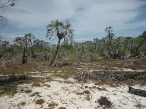 1-Acre Beachfront Plot in Msambweni (Funzi)