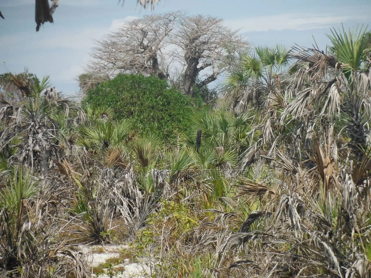 1-Acre Beachfront Plot in Msambweni (Funzi)