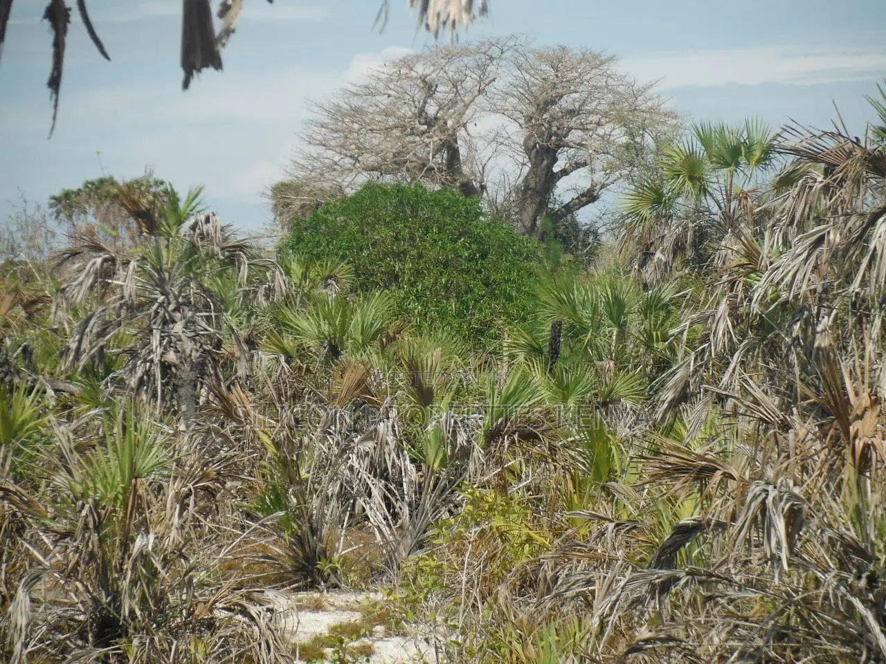 1-Acre Beachfront Plot in Msambweni (Funzi)