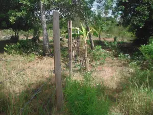 0.25-Acre Plot in Mvindeni
