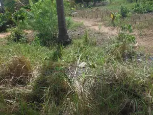0.25-Acre Plot in Mvindeni
